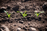 Fields are 95% Planted — Happiness Reigns