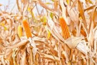 Trent Is 90% Done With Corn, 100% With Beans