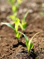 Rows Of Bright Green Corn Seedlings In Weeks