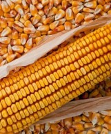 Harvest Went Well – Early Start, No Rain Interruption