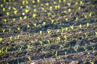 Corn Planted and Growing, Beans Going In