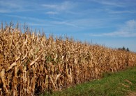 “Real Good!” Harvest Progress Reported