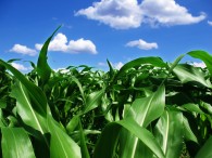 Crops Look Good!!