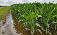 Crops Getting Plenty of Rain